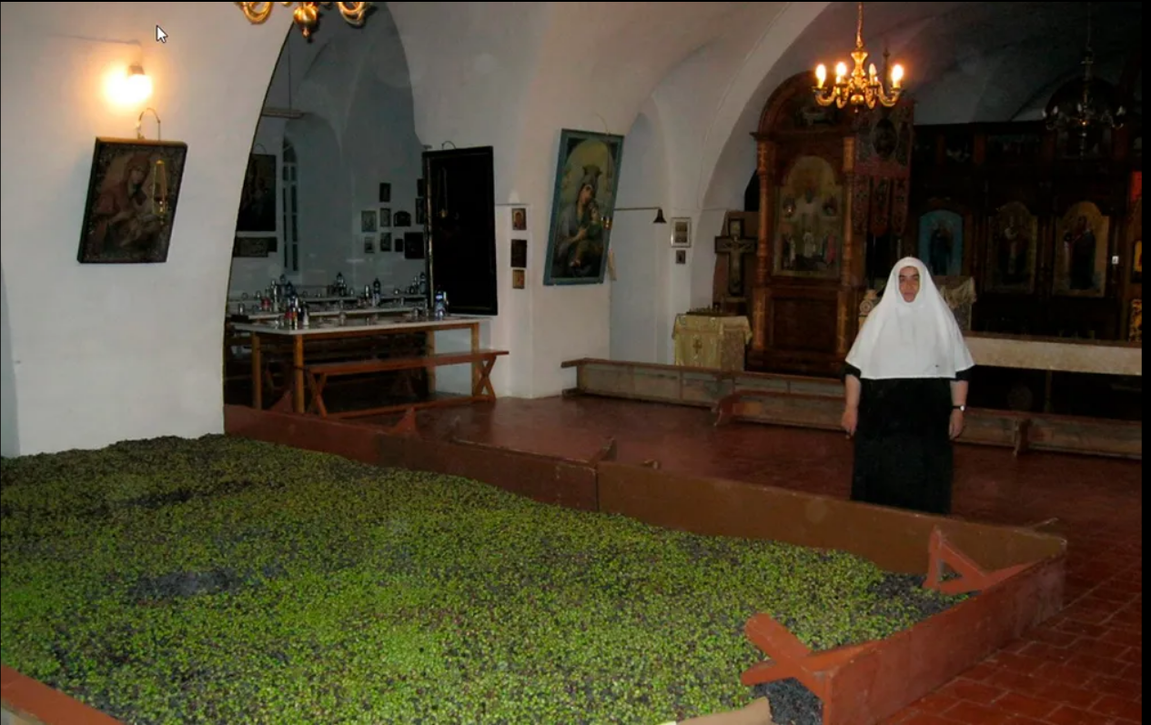 橄欖山升天修道院修女摘種的橄欖收成了。（圖／Mount of Olives Ascension Monastery eleonmopnastery.com）